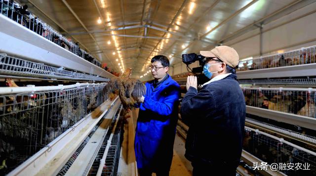 央视《致富经》栏目关注融安“大坡飞鸡”