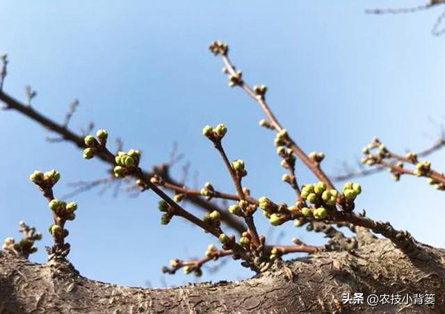 开春果树追施萌芽肥全用高氮化肥就行？很多果农错的很离谱！