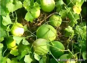 2022年药食同源药材种植效益盘点，高鹏推荐优选品种