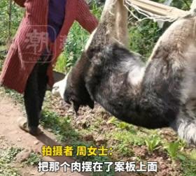 二哈偷吃猪肉被撑死，小黄狗一路送葬，狗的友情与生命的沉重