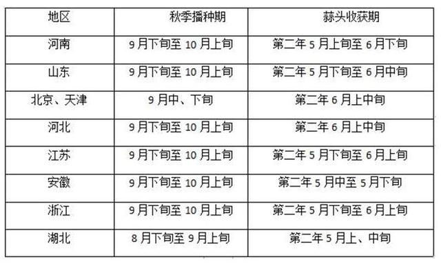 大蒜种植技巧