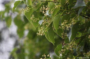 香樟树种植栽培技术详解