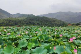 雁石镇文旅产业场景