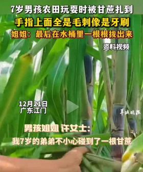 7岁男童摸甘蔗，手指瞬间变‘刺猬’，家长安全教育不容忽视