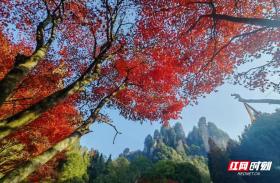 Golden leaves in autumn